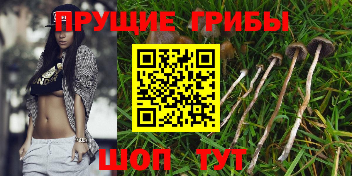Псилоцибиновые грибы Psilocybe  Вход с VPN  где продают наркотики  Шебекино 